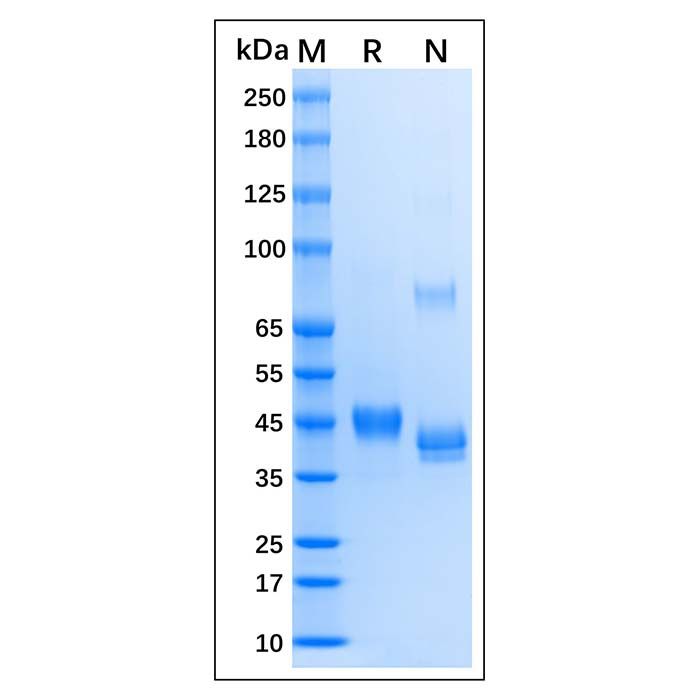Recombinant Human Nanog Protein