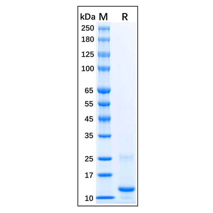 Recombinant Human CTGF Protein