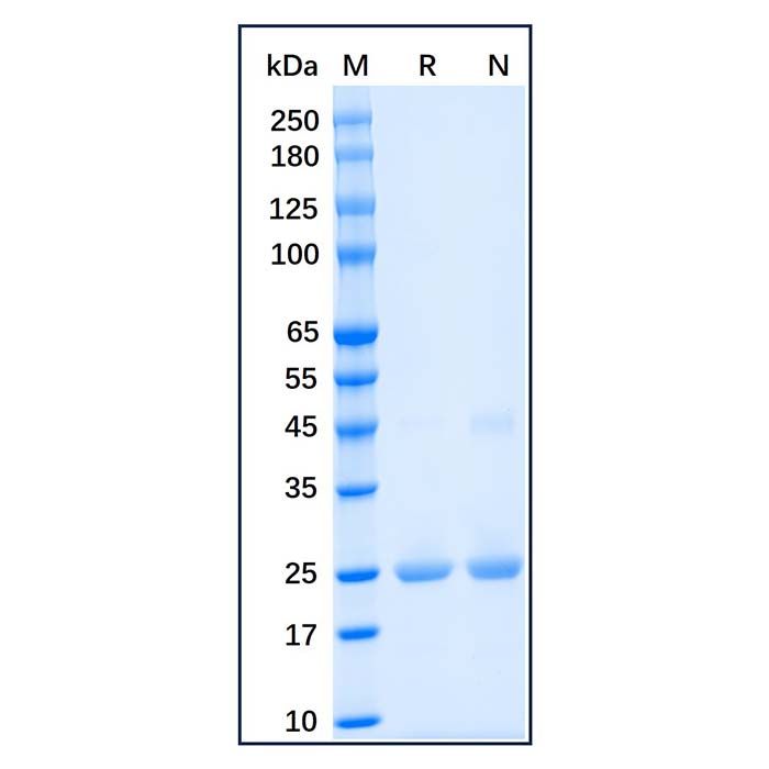 Recombinant Human SOD2/MnSOD Protein