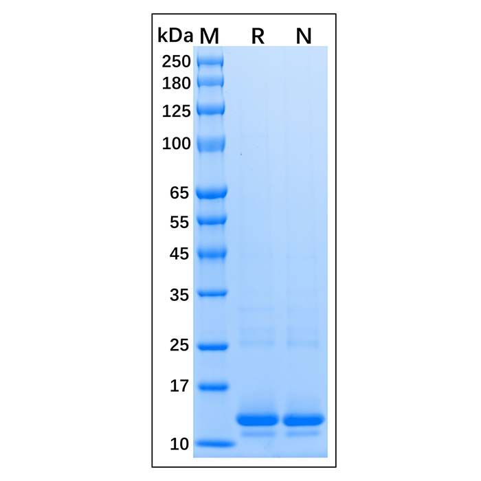 Recombinant Human Histone H4 Protein