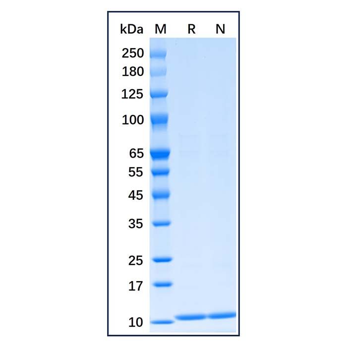 Recombinant Human S100B Protein