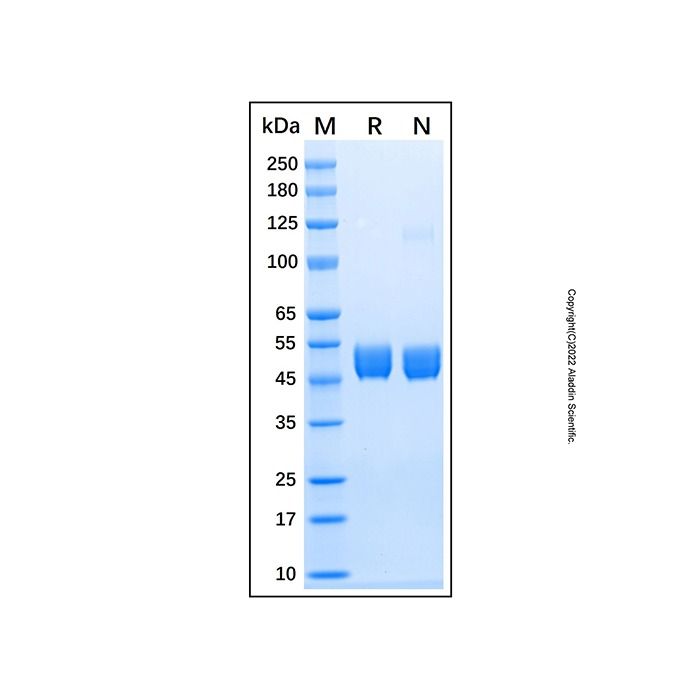 Recombinant Mouse Renin Protein
