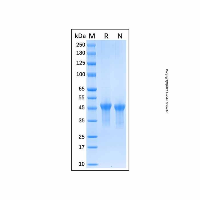 Recombinant Human VSIG4 Protein