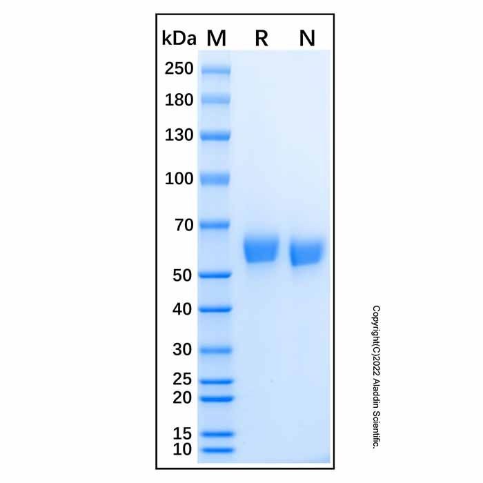 Recombinant Human Osteoadherin Protein