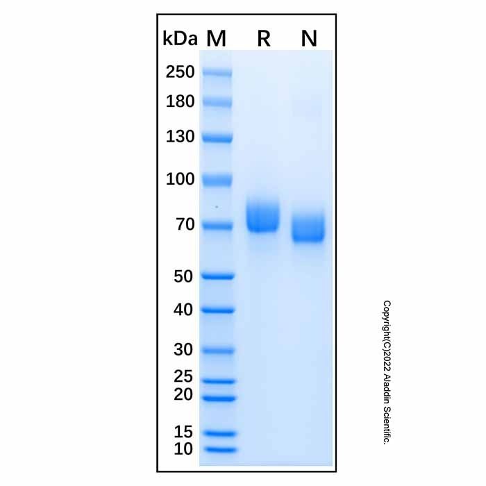 Recombinant Influenza A Virus H3N2 Hemagglutinin Protein