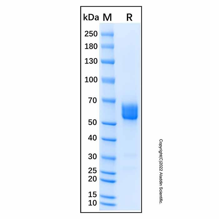 Recombinant Human Frizzled-1 Protein