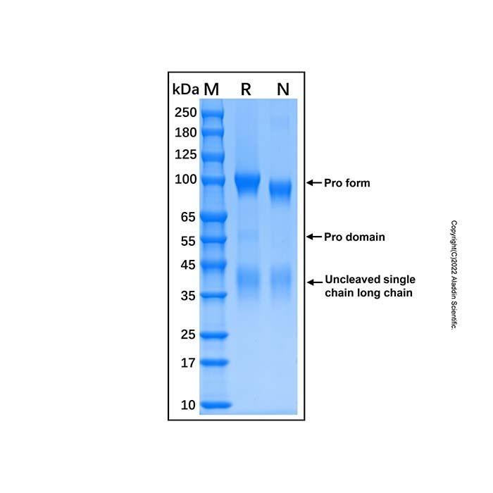 Recombinant Human HGF Activator Protein