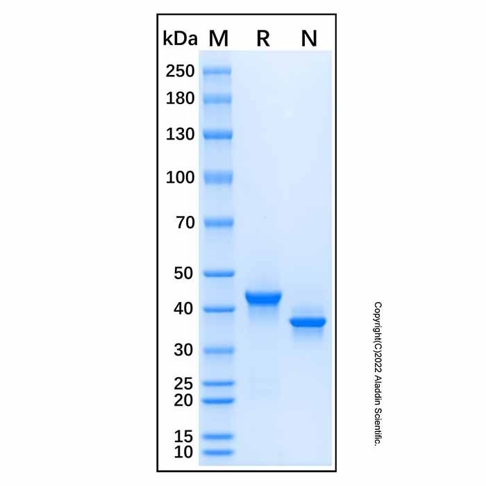 Recombinant Mouse YM1/Chitinase 3-like 3 Protein