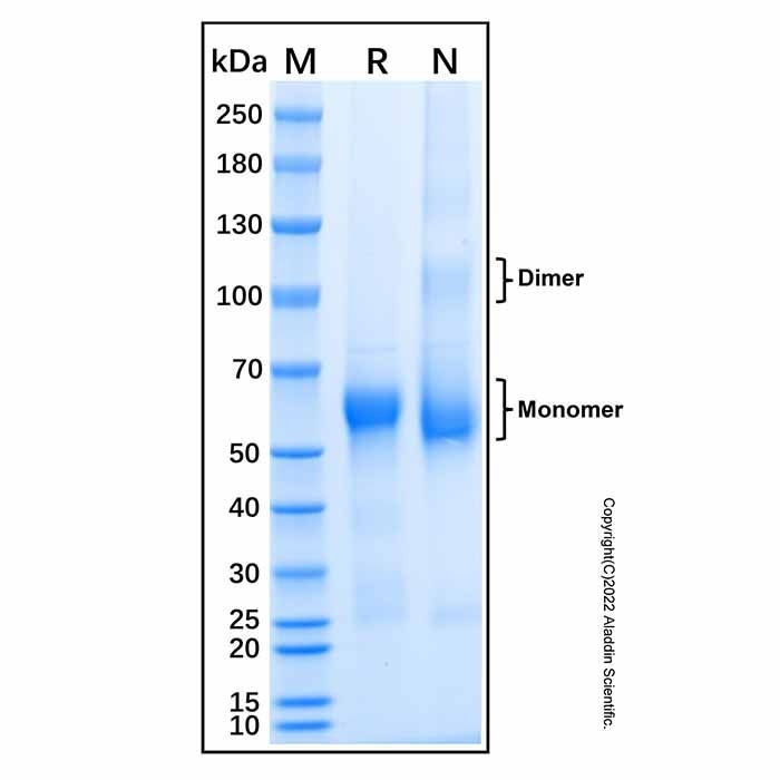 Recombinant Mouse WISP-1/CCN4 Protein
