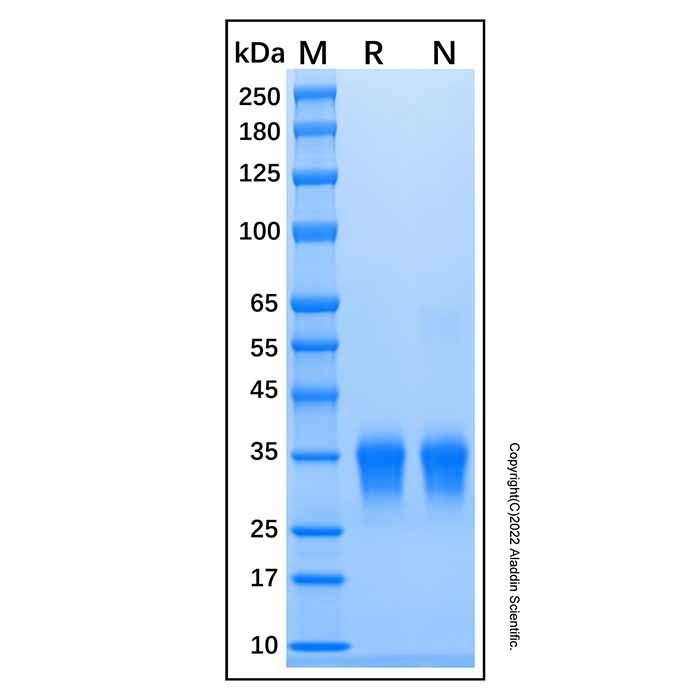 Recombinant Mouse IFN-beta Protein