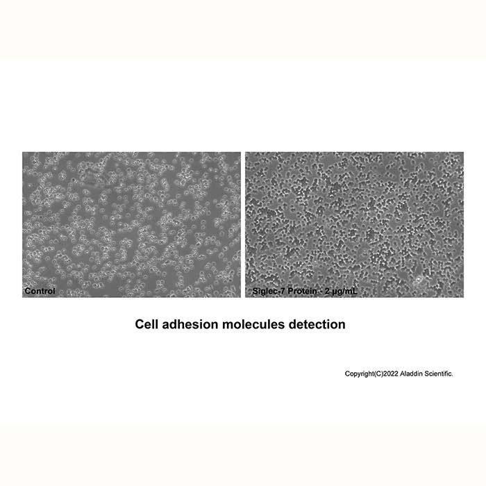 Recombinant Human Siglec-7/CD328 Protein