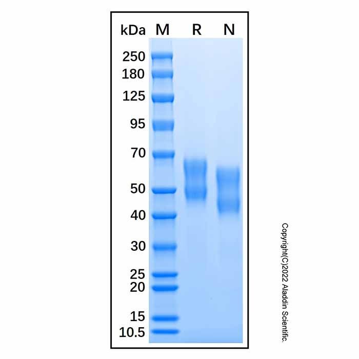 Recombinant Mouse IL-6R alpha Protein