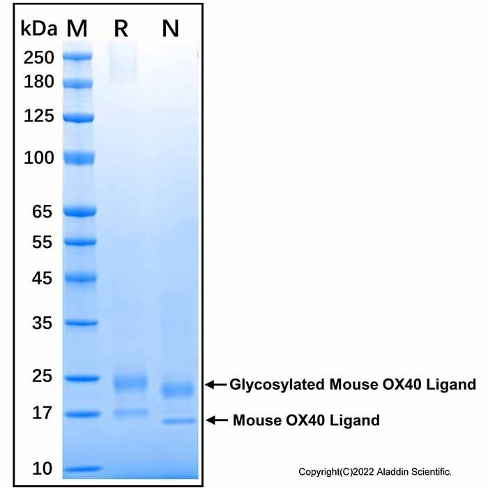 Recombinant Mouse OX40 Ligand/TNFSF4 Protein