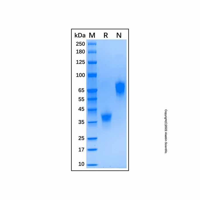 Recombinant Human BCMA/TNFRSF17 Protein