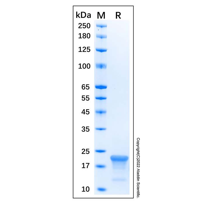 Recombinant Human CASP-1 Protein