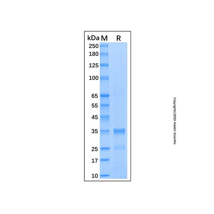 Recombinant Human Caspase-8 Protein