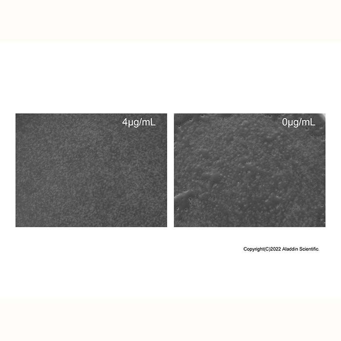 Recombinant Human Siglec-3/CD33 Protein