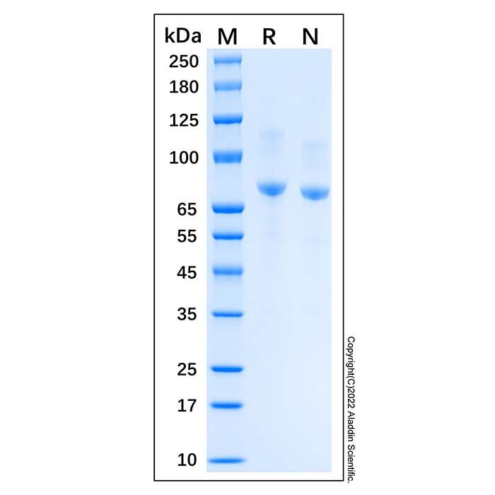 Recombinant Human E-Cadherin Protein