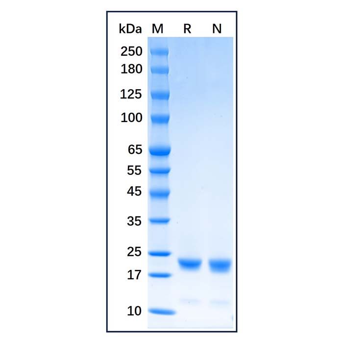 Recombinant Human Cofilin Protein