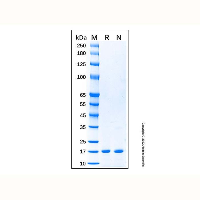 Recombinant Human Cystatin C Protein