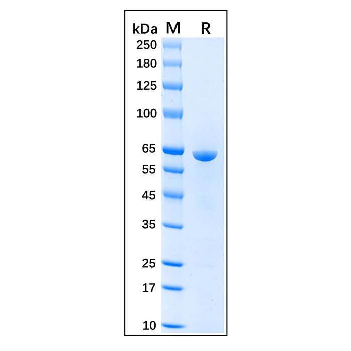 Recombinant Human Hsp60 Protein