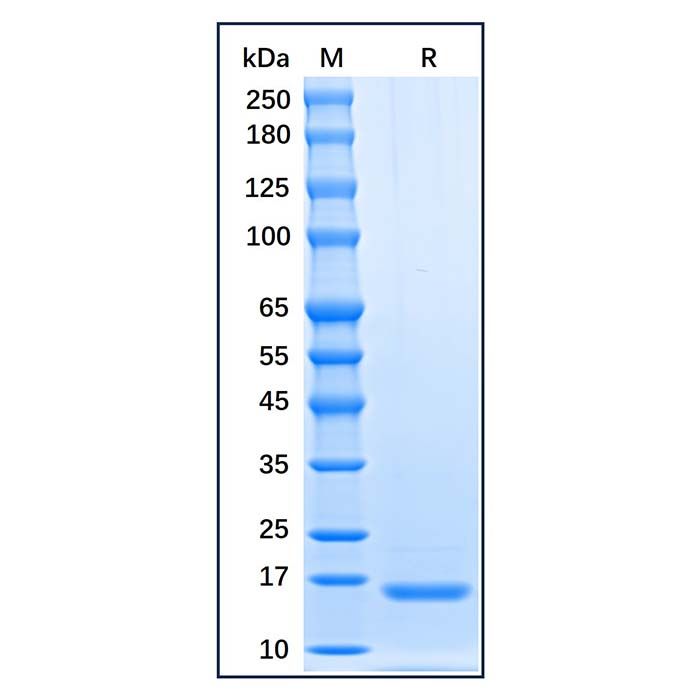 Recombinant Human TSLP Protein