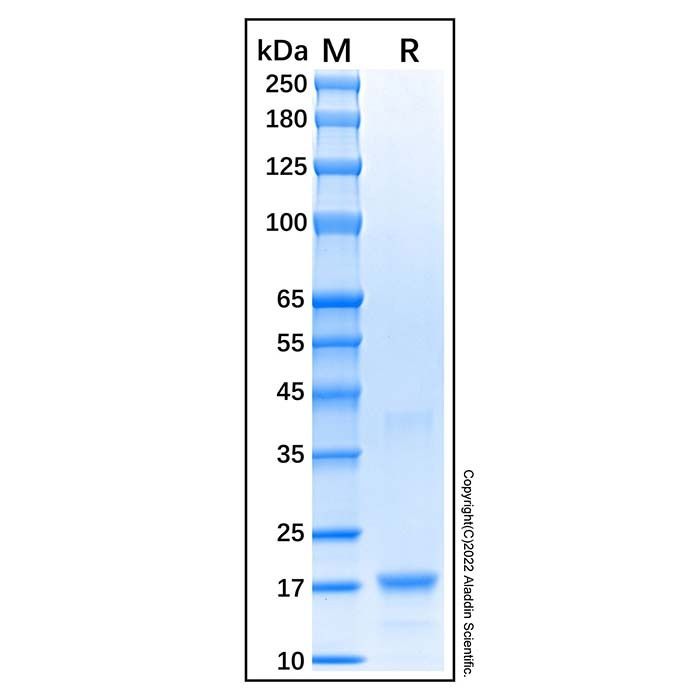 Recombinant Human Apolipoprotein M Protein