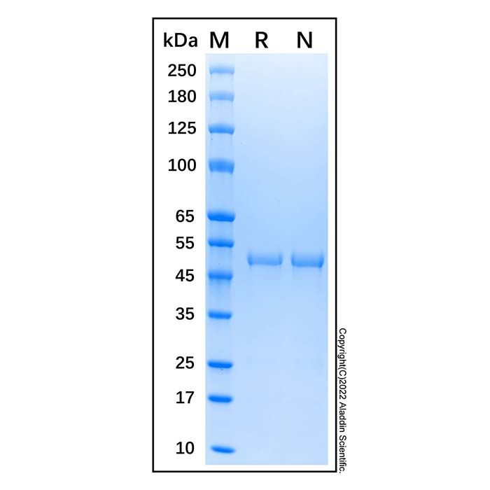 Recombinant Human Cytokeratin 20 Protein