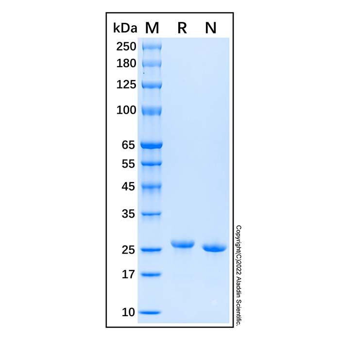 Recombinant Human FGF-21 Protein