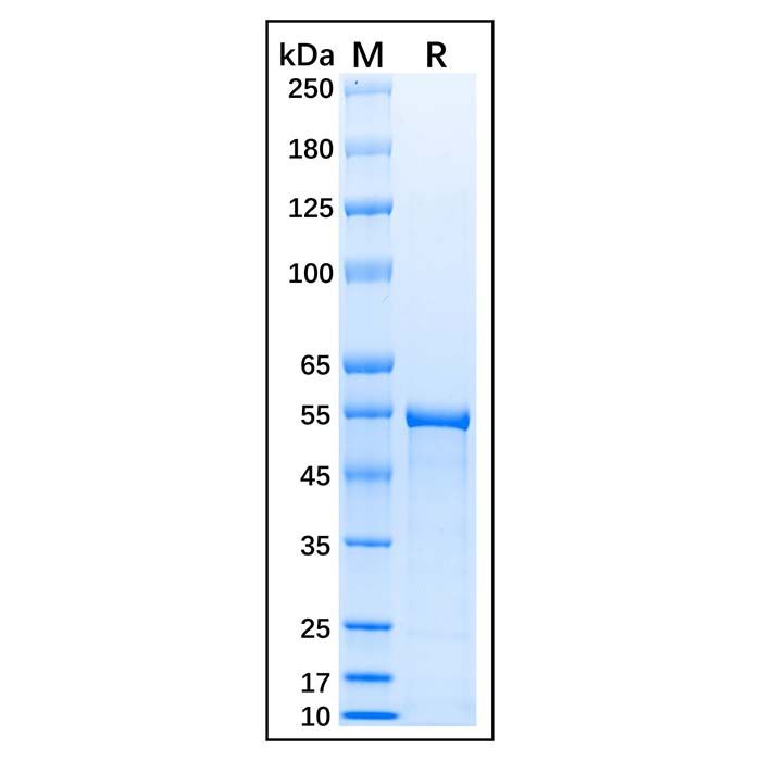 Recombinant Human alpha Tubulin Protein