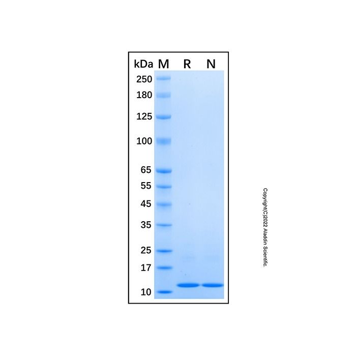 Recombinant Human CD133 protein