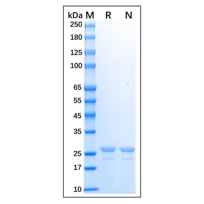 Recombinant Human HLA-DRA Protein