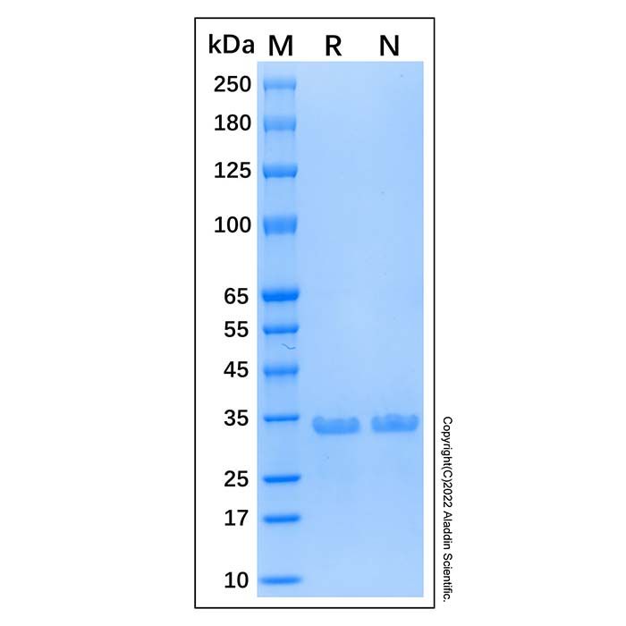 Recombinant Human NeuN Protein