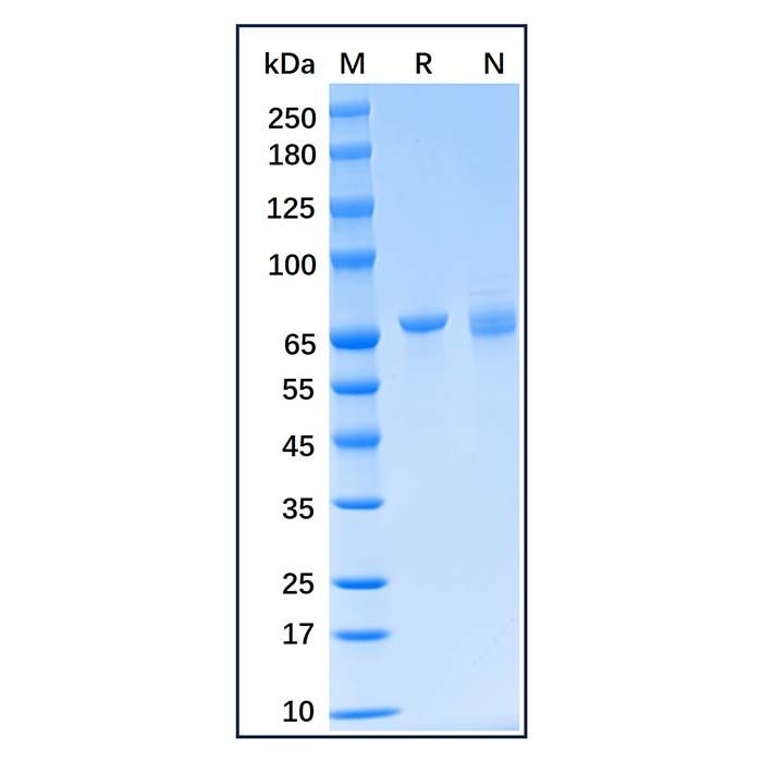 Recombinant Human Grp75/MOT Protein