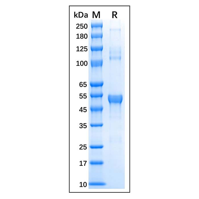 Recombinant Human c-Fos Protein