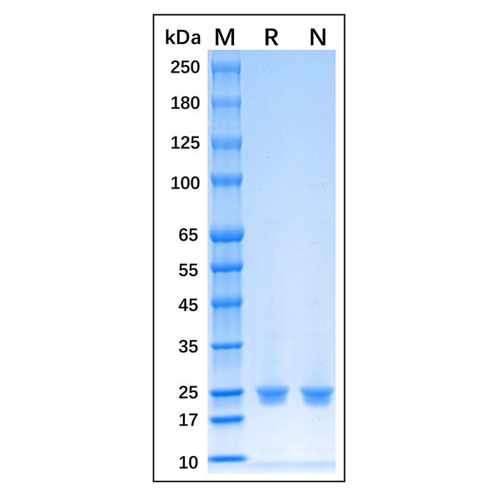 Recombinant Human HRV 3C Protein