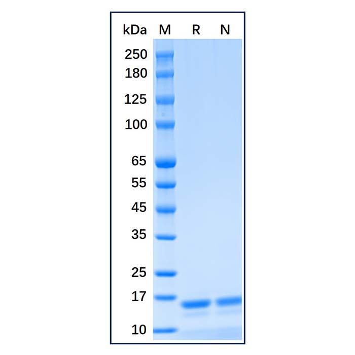 Recombinant Human UbcH5a/UBE2D1 Protein