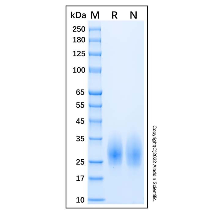 Recombinant Human IL-22 Protein