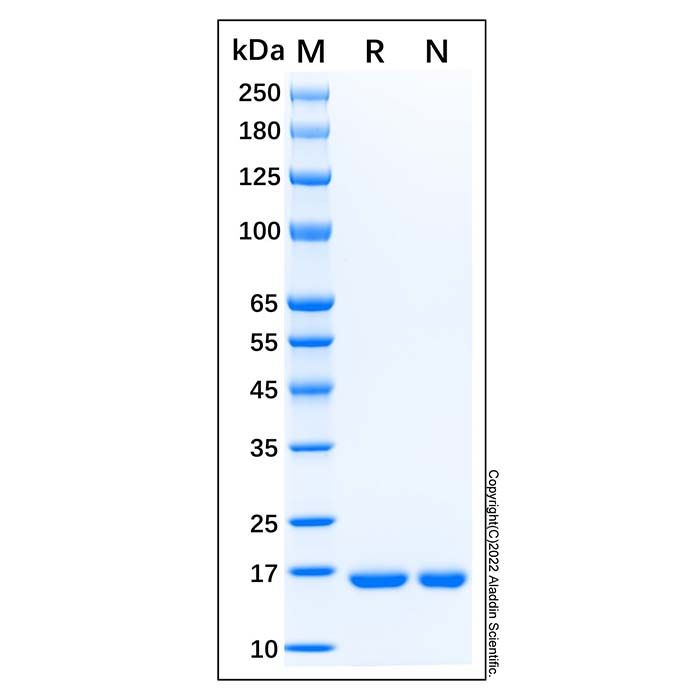 Recombinant Human IL-1ra/IL-1F3 Protein