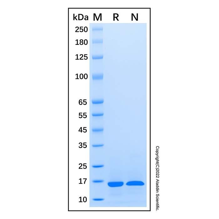 Recombinant Human CCL21/6Ckine Protein