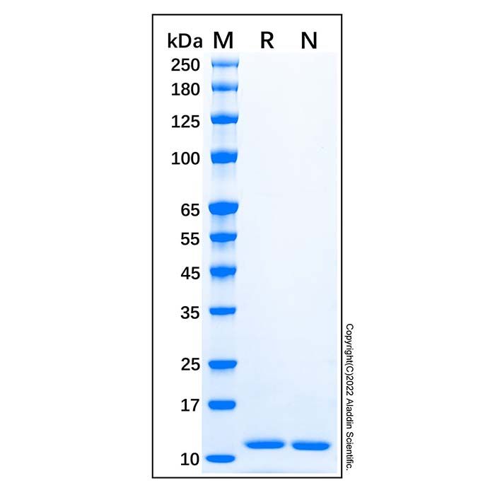 Recombinant Human CCL11/Eotaxin Protein