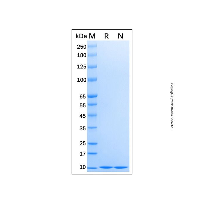 Recombinant Human Ubiquitin Protein