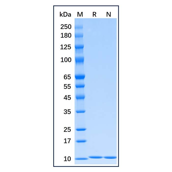 Recombinant Human HA-Ubiquitin Protein