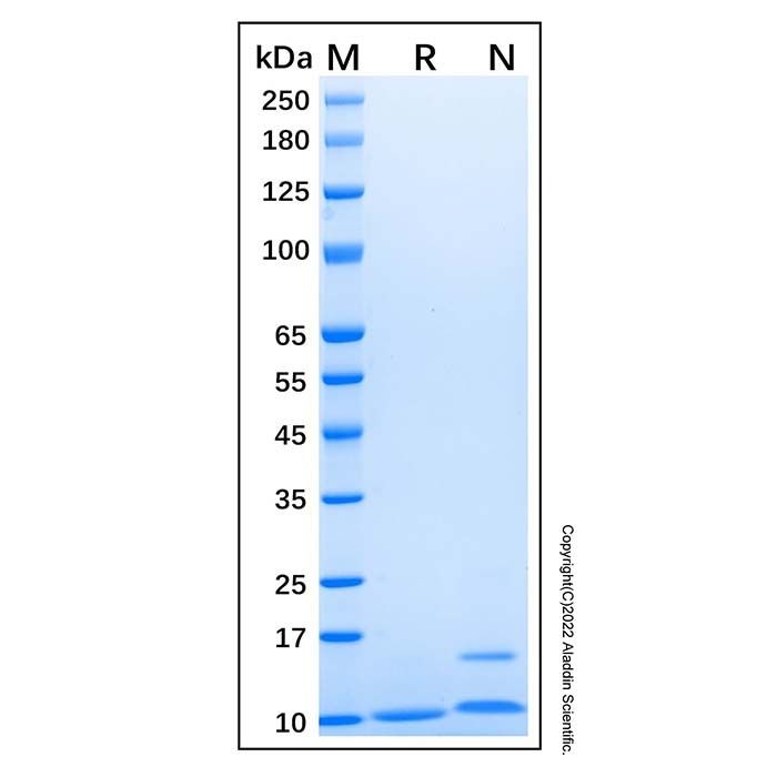 Recombinant Human CXCL1/GRO alpha Protein