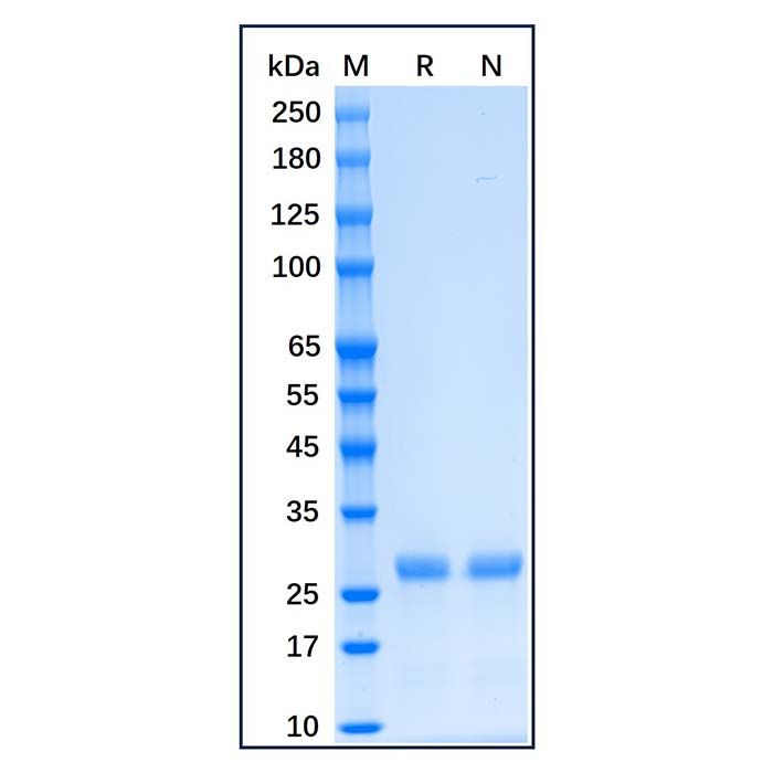 Recombinant Human Bcl-XL Protein