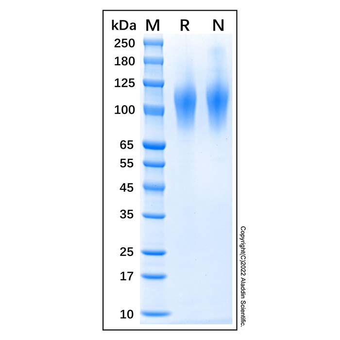 Recombinant Human CD68 Protein