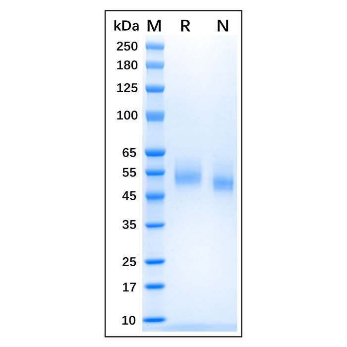 Recombinant Canine CD14 Protein