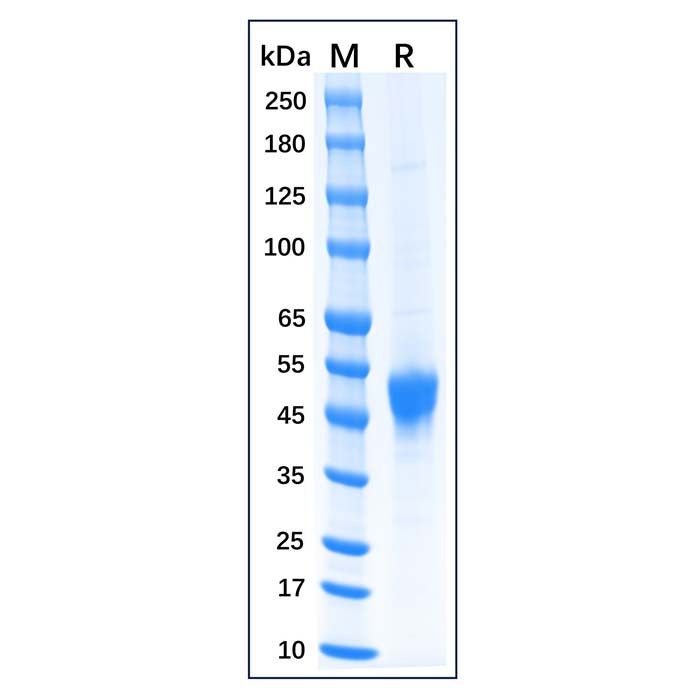 Recombinant Feline CD14 Protein