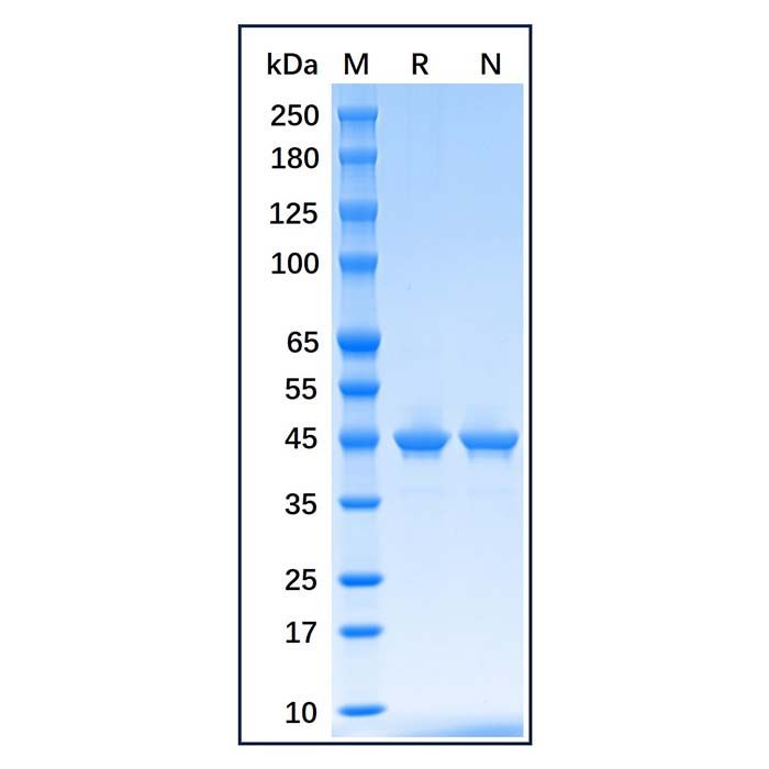Recombinant E.coli Maltose Binding Protein