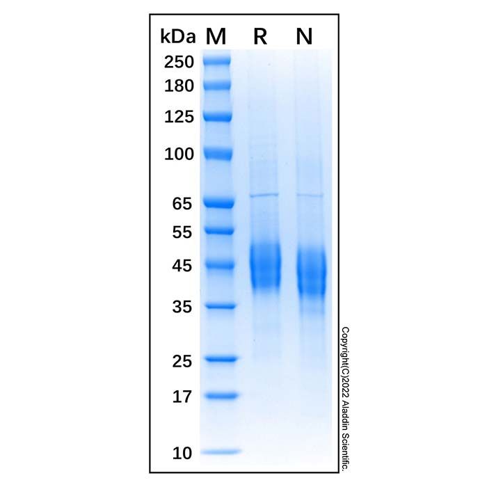 Recombinant Bovine CD4 Protein